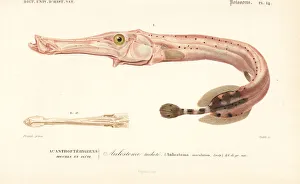 Atlantic trumpetfish, Aulostomus maculatus Atlantic trumpetfish, Aulostomus maculatus