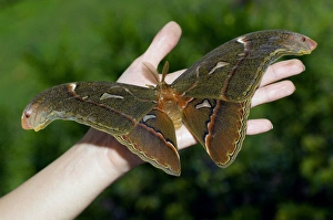 Atlas Moth - male (has feathery antennae used for Atlas Moth - male (has feathery antennae used for