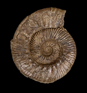 Aulacostephanus autissiodorensis, ammonite Aulacostephanus autissiodorensis, ammonite