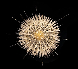 Aulosphaera elegantissima, radiolarian Aulosphaera elegantissima, radiolarian