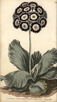 Botanical Illustration History Prints: Auricula, Primula auricula