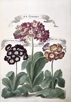 Auricula sp Illustration from Flora Exotica (1720) Print