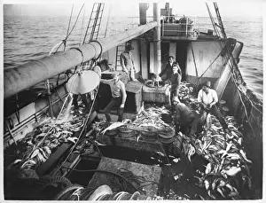 Australian Marine Life Photos Prints: Australian Trawler