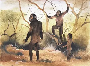 Australopithecus Afarensis Prints: Australopithecus afarensis