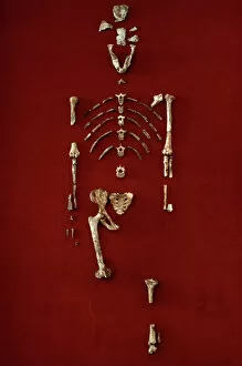 Anthropological Collection: Australopithecus afarensis (AL 288-1) (Lucy)