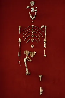 Australopithecus afarensis (AL 288-1) (Lucy) Australopithecus afarensis (AL 288-1) (Lucy)