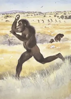 Australopithecus africanus Print