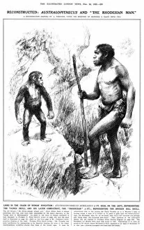 Anthropology Collection: Australopithecus and the Rhodesian Man