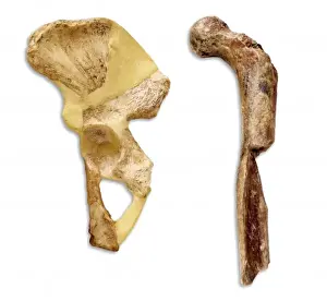 Hominid Fossil Discovery Prints: Australopithecus sp. thigh & hip bone