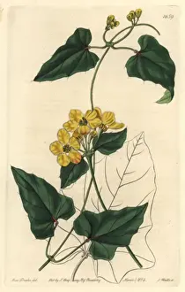 The Botanical Register Prints: Awned stigmaphyllon, Stigmaphyllon auriculatum