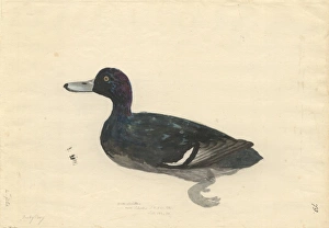 Aythya novaeseelandiae, New Zealand scaup Aythya novaeseelandiae, New Zealand scaup