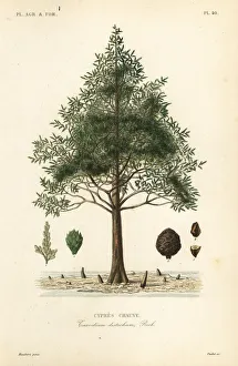 Bald cypress or swamp cypress tree, Taxodium distichum Bald cypress or swamp cypress tree, Taxodium distichum