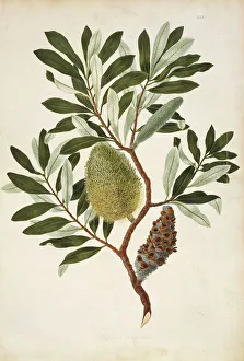 Banksia integrifolia, coastal banksia Banksia integrifolia, coastal banksia
