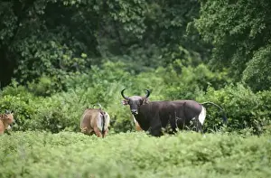 Mammals Of Indonesia Prints: Banteng