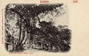 Banyan trees, Kalutara, Ceylon (Sri Lanka) Banyan trees, Kalutara, Ceylon (Sri Lanka)
