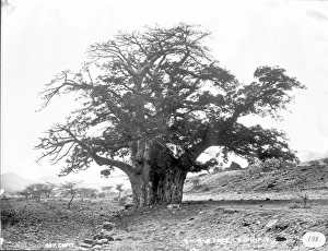 Baobab tree, Cape Verde Islands (1873) Baobab tree, Cape Verde Islands (1873)