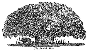 Baobab Tree Prints: Baobab tree and elephant