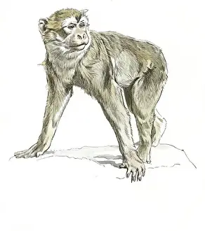 Raymond Sheppard Artwork Prints: Barbary Ape