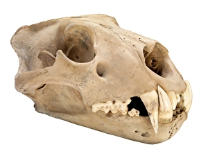 Barbary lion skull Barbary lion skull