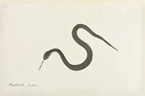 Bardick Snake Watercolour Print