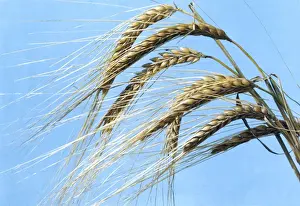 Cereal Crops Prints: Barley Crop