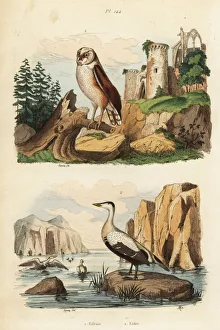 Barn owl, Tyto alba, and eider duck, Somateria mollissima Barn owl, Tyto alba, and eider duck, Somateria mollissima