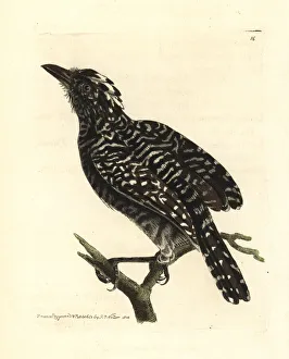 Barred antshrike, Thamnophilus doliatus Barred antshrike, Thamnophilus doliatus