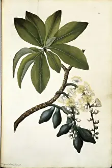 Barringtonia calyptrata Watercolour Print, 1768-1771