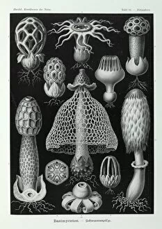 Fungus Collection: Basidiomycota: filamentous fungi