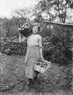 Devonshire Orchard Apples Print