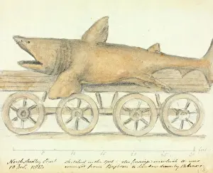 Basking Shark Transport Print, 10th Dec 1812
