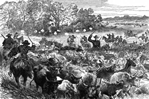 Basuto Gun War, 1880 - - cattle recovered Basuto Gun War, 1880 - - cattle recovered