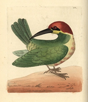 Bay-headed bee-eater, Merops leschenaulti Bay-headed bee-eater, Merops leschenaulti