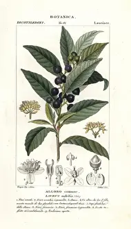 Pierre Turpin Illustrations Prints: Bay laurel, Laurus nobilis