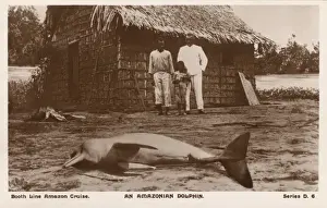 Prints of A beached Amazon river dolphin, a freshwater river dolphin endemic to the Orinoco, Amazon and Araguaia/Tocantins River systems of Brazil, Bolivia, Peru, Ecuador, Colombia and Venezuela Boto Prints: A Beached Amazon River Dolphin Print, circa 1910s