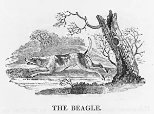 Bewick Prints: Beagle (Bewick)