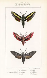 Bedstraw, elephant and pine hawkmoths Bedstraw, elephant and pine hawkmoths