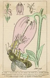 Prints of A bee pollinates a flower Hymenoptera Prints: Bee Pollinating Print - A bee pollinates a flower