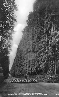 The Beech Hedge, Meikleour near Blairgowrie The Beech Hedge, Meikleour near Blairgowrie