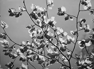 Beech Tree Leaves Prints: Beech Leaves