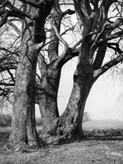 Beech Trees Prints: Beech Trees