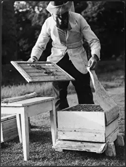 Beekeeping Protective Gear Prints: Beekeeping 1960S