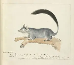 Native Australian Animals Prints: Beelat (aboriginal name)