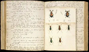 Double Page Spread of Beetle Illustrations Print