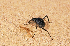 A beetle - runs in sand while feeding in Arabian A beetle - runs in sand while feeding in Arabian