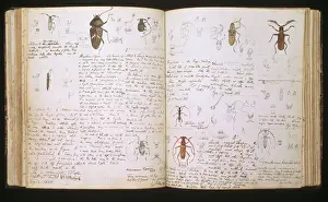 Prints of Double page spread of pencil and watercolour illustrations and sketches of beetles by Henry Walter Bates Insect Prints: Beetle Double Page Print