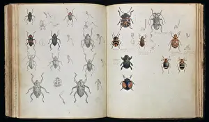Beetles Double Page Spread Print by Henry Walter Bates