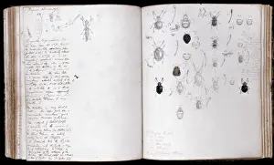 Prints of Page spread of pencil and watercolour illustrations of beetles by Henry Walter Bates Related Prints: Beetles Page Spread Print by Henry Walter Bates