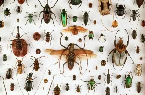 Beetle Prints: Beetle Specimens Print, Natural History Museum London