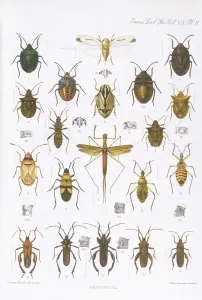 Beetle Prints: Assorted Various Species of Beetles Print, 1909-1910